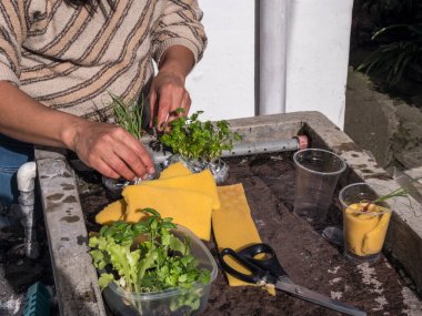 Kontrollü büyüyen bir ortamda akuaponik tohum sepetleri toplayan kadın eller.