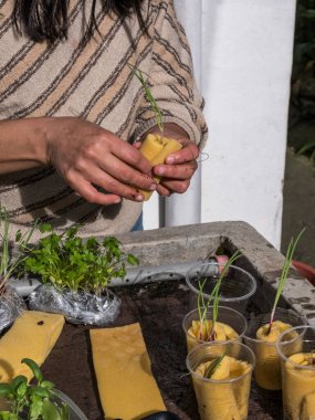 Kontrollü büyüyen bir ortamda akuaponik tohum sepetleri toplayan kadın eller.