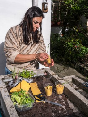Kontrollü büyüyen bir ortamda akuaponik tohum sepetleri toplayan kadın eller.