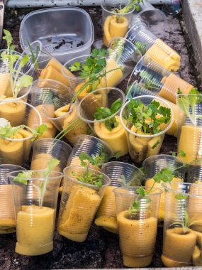 Hidrofonik tohum sepetleri kontrollü bir ortama ekilmeye hazır, akuaponik.