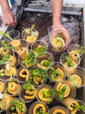 Kontrollü büyüyen bir ortamda akuaponik tohum sepetleri toplayan kadın eller.