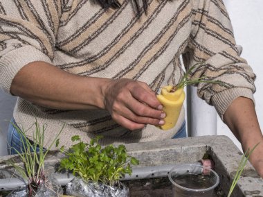 Kontrollü büyüyen bir ortamda akuaponik tohum sepetleri toplayan kadın eller.