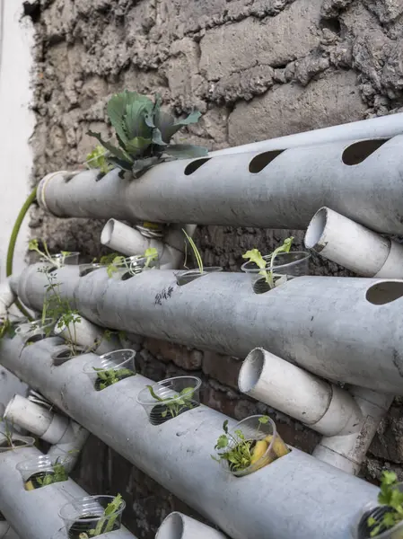 Hidrofonik tohum sepetleri kontrollü bir ortama ekilmeye hazır, akuaponik.