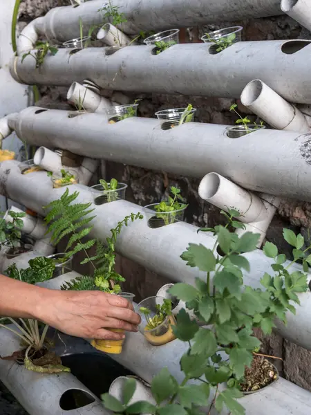 Kontrollü büyüyen bir ortamda akuaponik tohum sepetleri toplayan kadın eller.