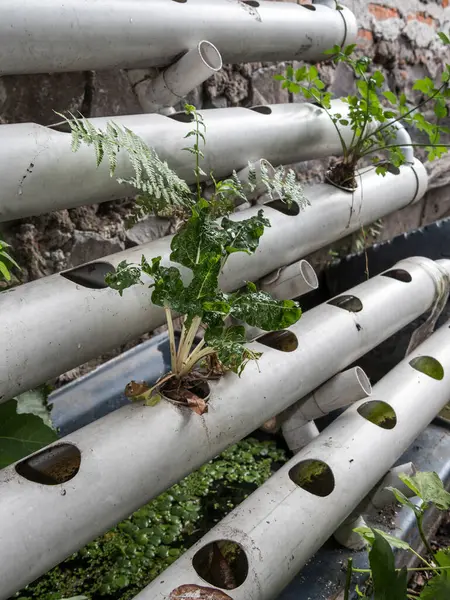 Hidrofonik tohum sepetleri kontrollü bir ortama ekilmeye hazır, akuaponik.