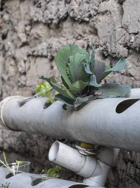 Hidrofonik tohum sepetleri kontrollü bir ortama ekilmeye hazır, akuaponik.