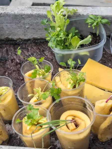 Hidrofonik tohum sepetleri kontrollü bir ortama ekilmeye hazır, akuaponik.