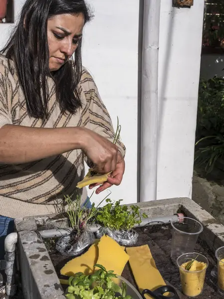 Kontrollü büyüyen bir ortamda akuaponik tohum sepetleri toplayan kadın eller.