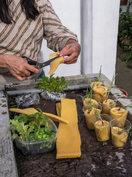 Kontrollü büyüyen bir ortamda akuaponik tohum sepetleri toplayan kadın eller.