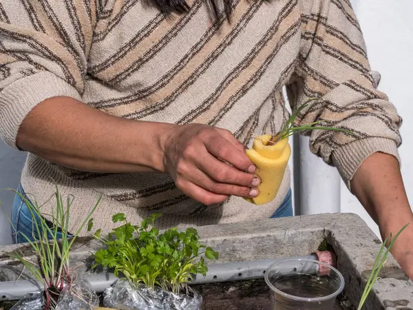 Kontrollü büyüyen bir ortamda akuaponik tohum sepetleri toplayan kadın eller.