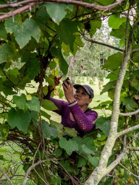 Üzüm bağlarında budanan kadın, eller