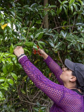 Tropik bir bahçede budama bitkileri, eller