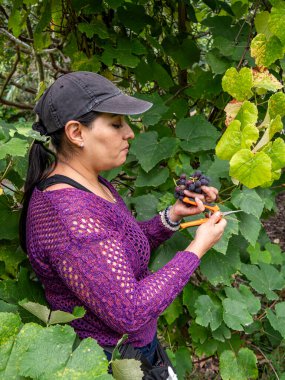 Üzüm bağlarında budanan kadın, eller