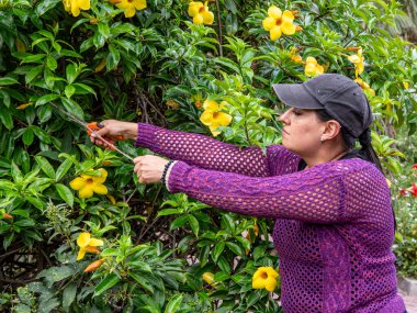 Tropik bir bahçede budama bitkileri, eller