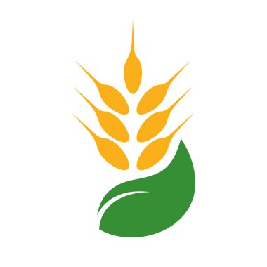 Buğday işareti, simge, sembol, logo vektör çizimi. Bitki yetiştirme tarımı. Çiftlik Organik gıda etiketi, eko ve biyo doğal ürün