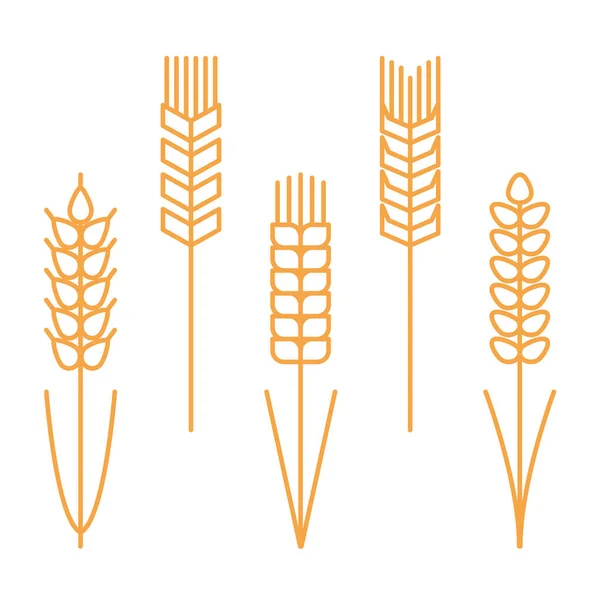小麦の耳をセット シリアル 概要小麦アイコンまたは小麦シンボル 大麦のスパイクかコーンの耳 パンや農業の概念 線種記号 — ストックベクタ