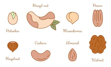 Brezilya fındığı, fıstık, fıstık, ceviz, ceviz, ceviz, ceviz, badem, fındık, fındık, fındık.