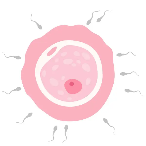 Vitro Befruktning Kunstig Inseminering Befruktning Injeksjon Sæd Eggcelle Assistert Reproduksjonsbehandling – stockvektor