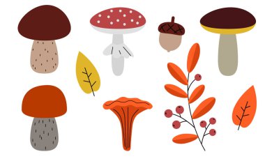 Boletus, chanterelle, agarik uçun. Sonbahar yaprakları ve mantarlar. Porcino mantarı, Chanterelles, mantar mantarı.