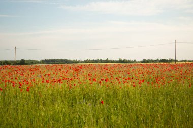 Gün batımında kırmızı gelincikler ve çiçek tarlaları. Güzel yaz manzarası