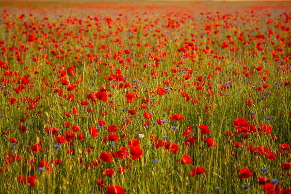 stock image Field of red poppies and cornflowers at sunset. Beautiful summer landscape