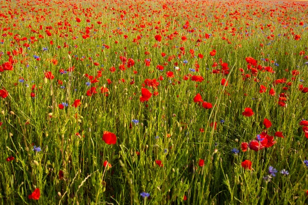 stock image Field of red poppies and cornflowers at sunset. Beautiful summer landscape