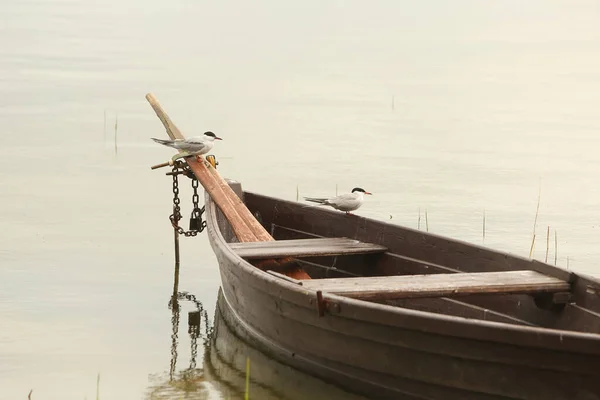 Duas Gaivotas Sentadas Barco Madeira Lago — Fotografia de Stock