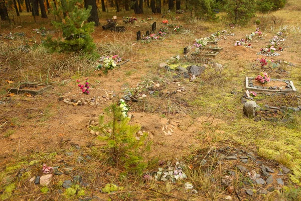 Cimitero Degli Animali Tombe Nella Foresta Autunno — Foto Stock