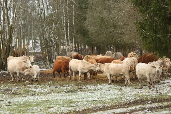 Vacas Fazenda Início Inverno — Fotografia de Stock