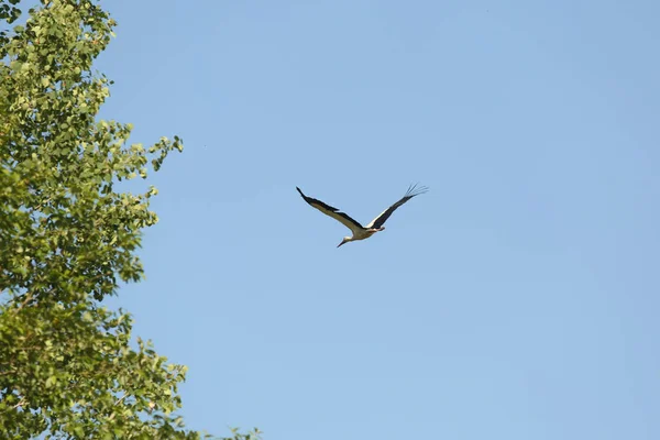 飛行中のコウノトリは羽を広げ — ストック写真