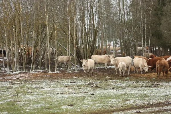 Herd Cows Winter Thickets — Stock Photo, Image
