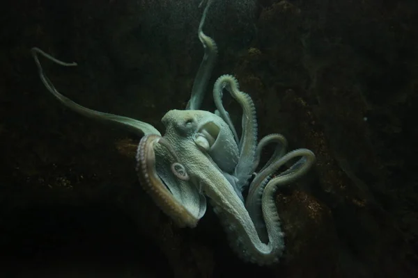 octopus underwater close up portrait in the aquarium