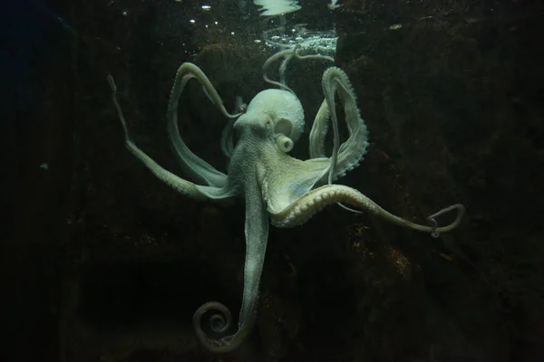 Chobotnice Pod Vodou Zavřít Portrét Akváriu Royalty Free Stock Obrázky