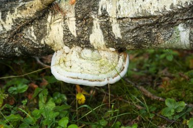 Sonbahar ormanındaki ağaçta mantarlar