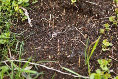 Karıncalar karınca yuvasında yürüyor.