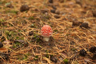 kırmızı mantar amanita agaricus sonbahar ormanın içinde sinek