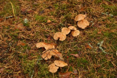 Sonbahar ormanında bir grup inek mantarı.