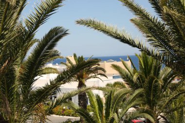 Palmiye ağaçları ve mavi deniz suyuyla güzel bir yaz manzarası