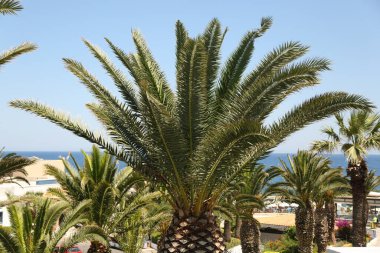 Palmiye ağaçları ve mavi deniz suyuyla güzel bir yaz manzarası