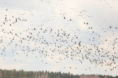 Letonya 'da mavi gökyüzüne karşı ormanda uçan yabani kazların arka planı