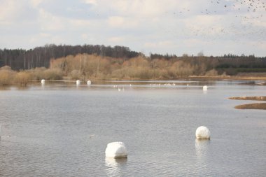 Sel basmış bir alanda beyaz plastiğe sarılmış saman ruloları.
