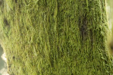 Kalın yosunlar ağaç gövdesinde yetişir.