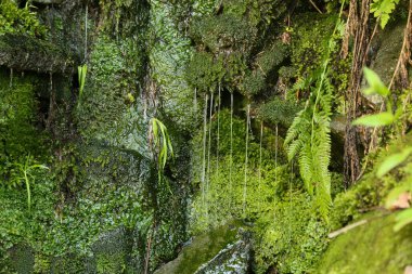 Buzlu yosun ve lichens. Doğal doku.
