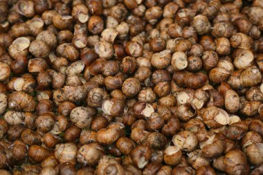 Üzüm salyangozu. Doğa yakın plan renkli soyut arkaplan. Salyangoz çiftliği