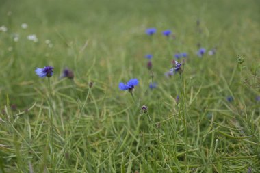 Bir yaz tarlasında açan mavi çiçek. Yeşil çimenlerin arasında kır çiçekleri, güneş ışığı altında, kırsal ve doğa güzelliğinin sembolü.