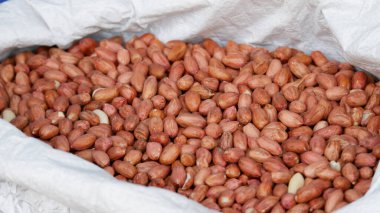 Kahverengi cevizli taze fındık.