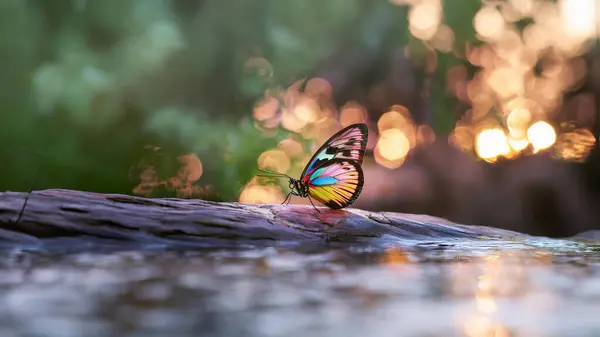 Aydınlatılmış Kanatlar: Kelebek Fotoğraflarında Işık ve Renklerin Etkileşimi kelebek kanatlarının doğal ışıkta parlarken ışıldayan güzelliğini keşfeder. Bu çarpıcı görüntü karmaşık renkleri ve desenleri yakalar..