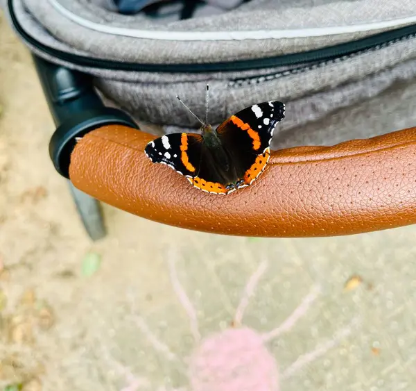 stock image beautiful butterfly close up photo. 