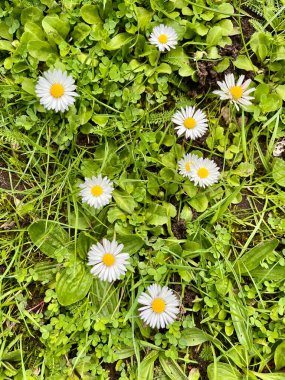 Güneşli, güzel bir bahar çayırı.. 