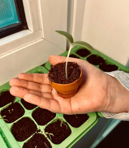 stock image Young plant springing up out of the soil. 